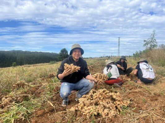 fresh ginger export to Korea