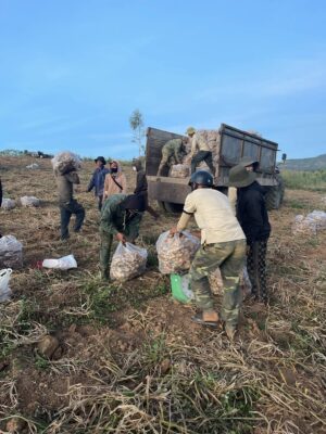 Dried Ginger Supplier for India