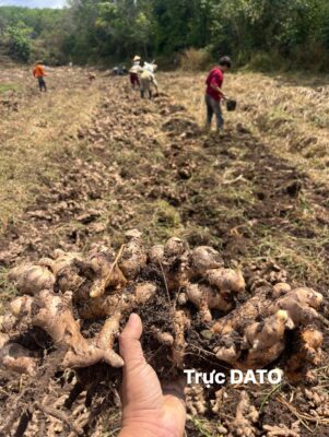 Fresh Ginger Premium Export to EU