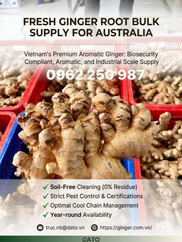 Fresh Ginger Root Bulk Supply for Australia