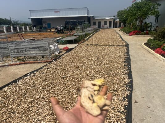 Dried ginger export to Middle East