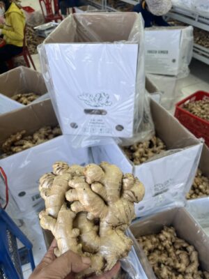 Fresh Ginger Premium Export to EU