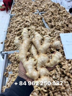 Fresh Ginger Dried Ginger Slices or Ginger Powder