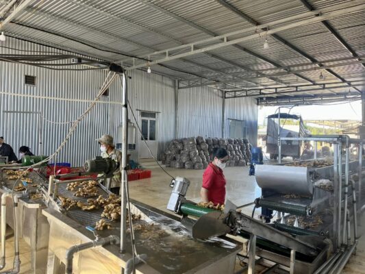 Dried Ginger Exporter Vietnam