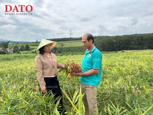 dried ginger for spice blending Middle East