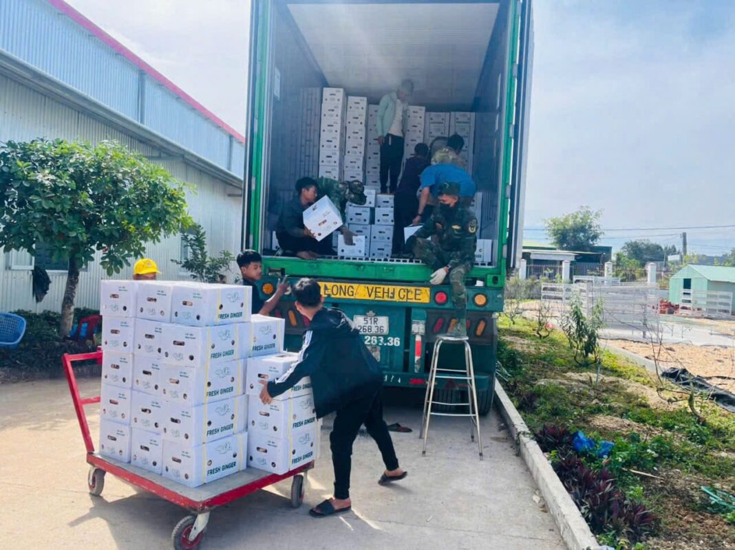 Fresh Ginger Vietnamese Supplier for Australia