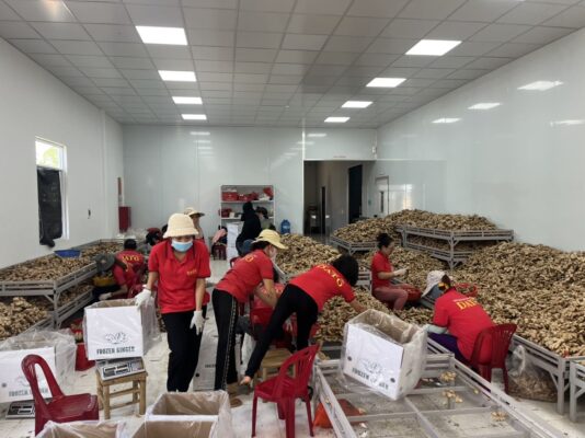 Fresh Ginger Vietnamese Supplier for Australia