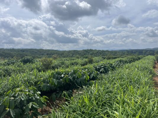 Fresh Ginger Vietnamese Supplier for Australia