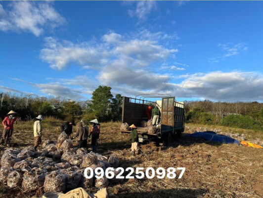 Dried Ginger Exporter Vietnam