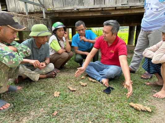 Ginger seedling support