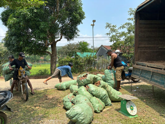 Ginger seedling support