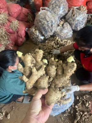 Ginger seedling support