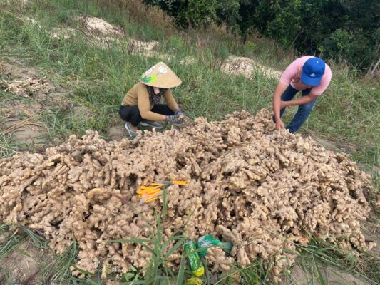 frozen ginger supplier Vietnam
