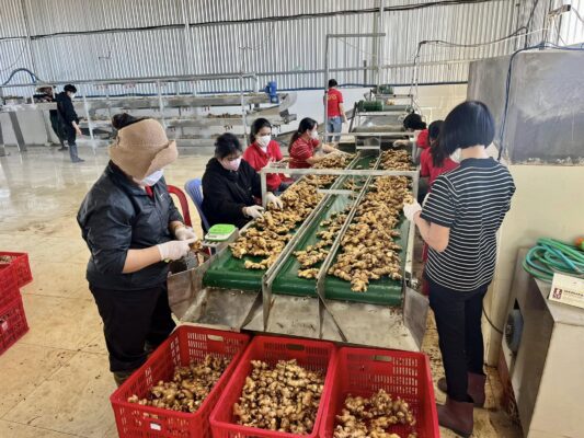 Bulk dried ginger from Vietnam