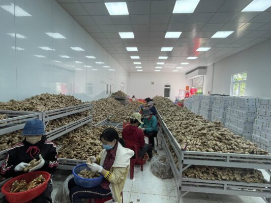 bulk packaging frozen ginger