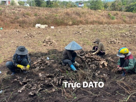 dried ginger supplier for Australia