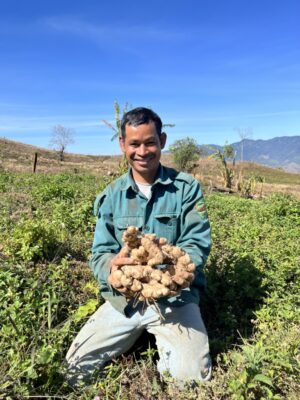 Bulk dried ginger from Vietnam