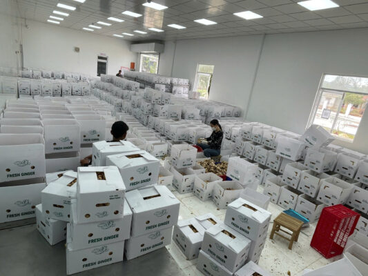 frozen ginger supplier Vietnam
