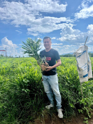 Fresh ginger bulk supplier