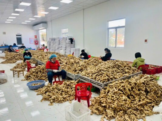 Fresh ginger bulk supplier