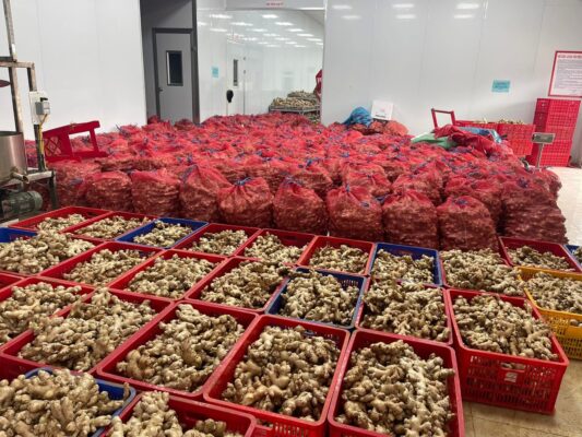 Dried ginger from Vietnam