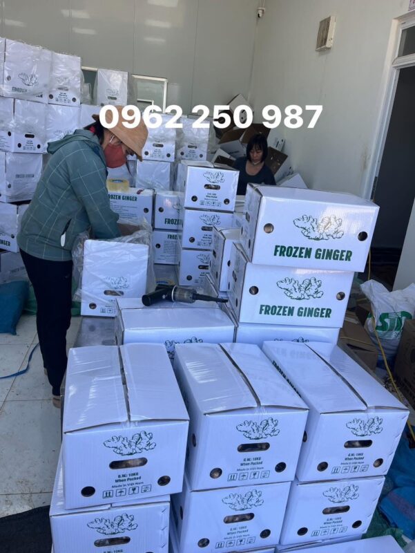 frozen ginger supplier Vietnam