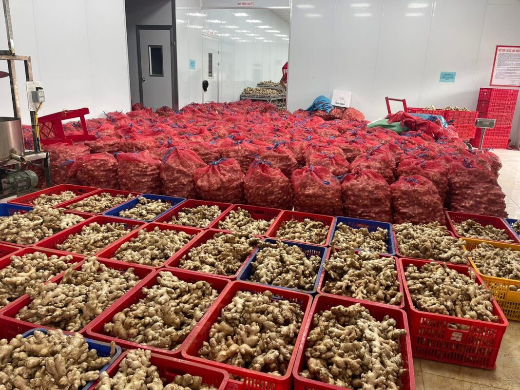 Ginger Vietnam export