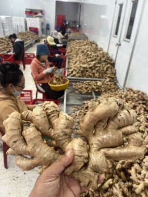 Ginger Vietnam export