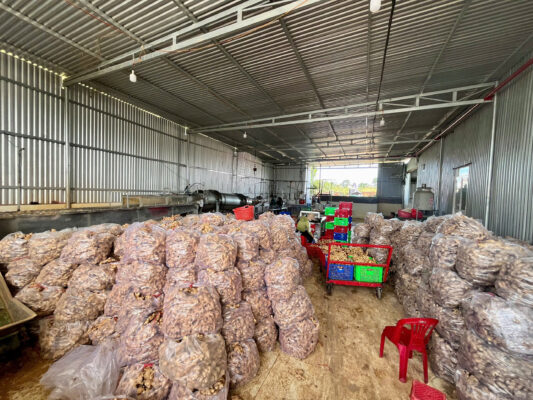 Ginger Vietnam export
